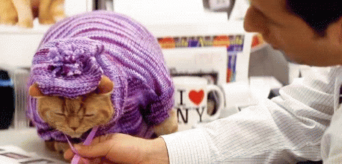 Cats Costume GIF - Cats Costume Dress Up GIFs