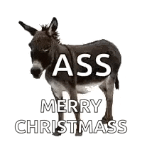 a donkey with the words `` ass merry christmas '' written on it is standing on a white background .