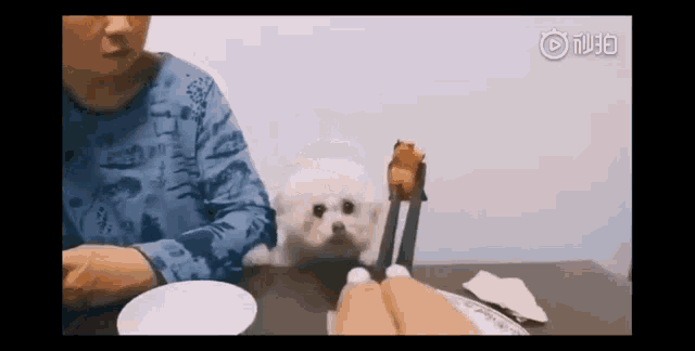 Excited Dog GIF - Excited Dog Bichon Frise GIFs
