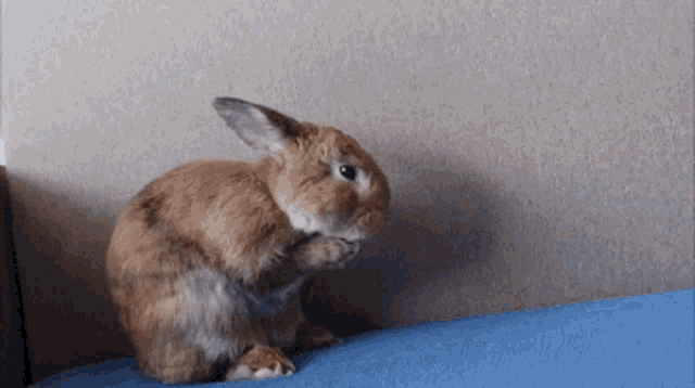 Králíček Pepas Bunny GIF - Králíček Pepas Bunny Wash And Sleep GIFs
