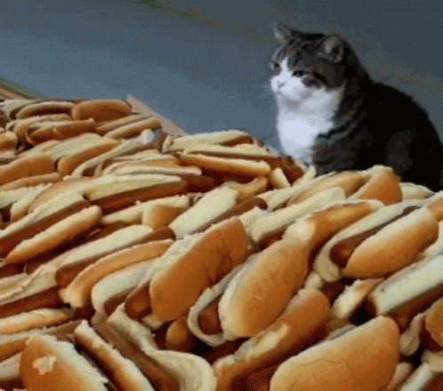 Cat And Hot Dogs GIF - Hotdog Hotdoggifs GIFs