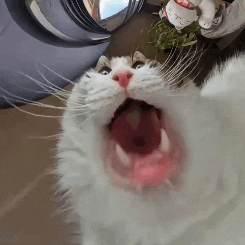 a white cat with its mouth open looking at the camera