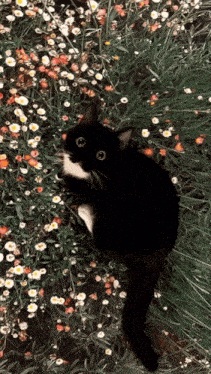a black cat is laying in a field of daisies