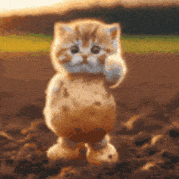 a kitten that looks like a potato standing in the dirt