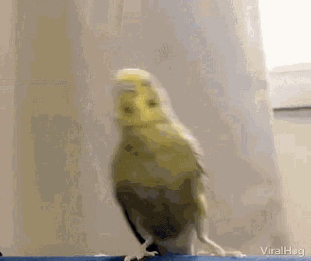 Bird Cute GIF - Bird Cute Poke GIFs