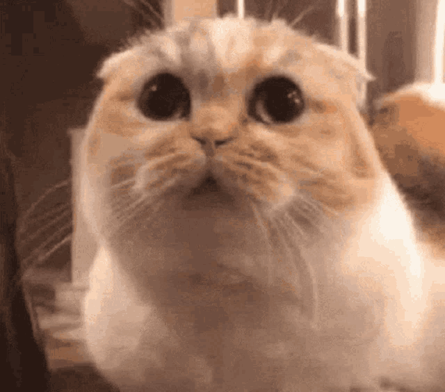 Cat Worried Wobble GIF