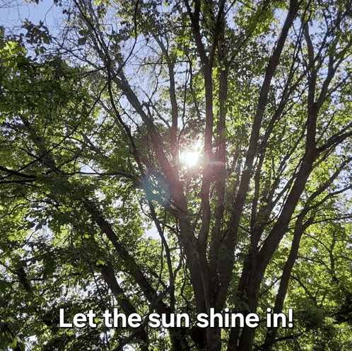 the sun is shining through the trees with the words let the sun shine in below it