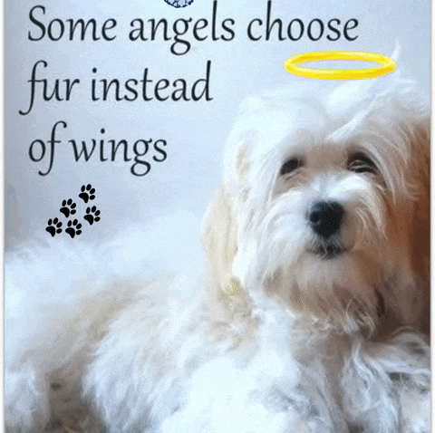 a white dog with a halo on its head is laying down .