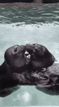 Seal Seal Kiss GIF - Seal Seal Kiss Seals Kissing GIFs