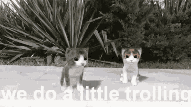 Trolling Cat GIF - Trolling Cat Cat Dance GIFs