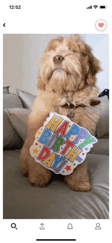 a dog sitting on a couch wearing a happy birthday sign