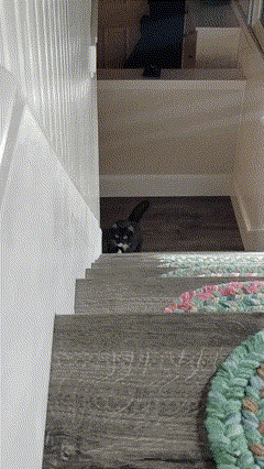 a black and white cat is sitting on a set of stairs