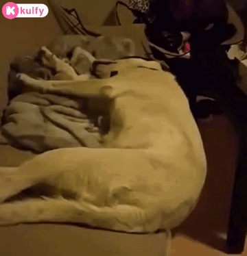 He Must Be Having  A Hell Of A Dream.Gif GIF - He Must Be Having A Hell Of A Dream Sleep Sleepy GIFs