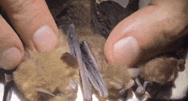 a person is holding a bat with their fingers and looking at it .