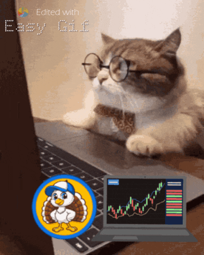 Cat Meme Crypto Cat GIF - Cat Meme Crypto Cat Hectic Turkey GIFs