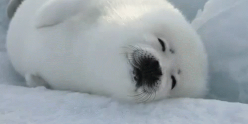 Giggle GIF - Snowing Winter Seal GIFs
