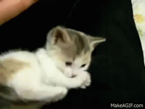 Cute Kitten GIF - Cute Kitten Antonio GIFs