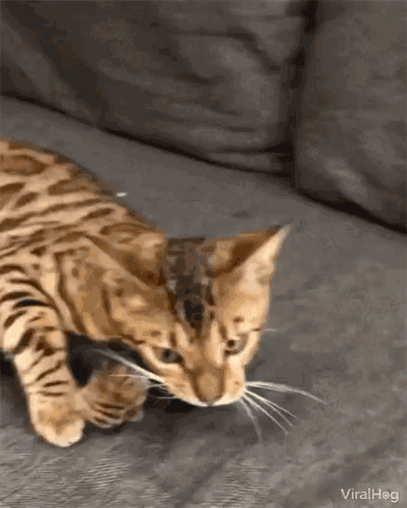 Viralhog Cat GIF - Viralhog Cat Chewing GIFs