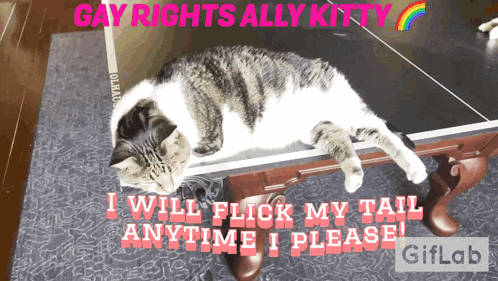 a cat laying on top of a table with the words gay rights ally kitty