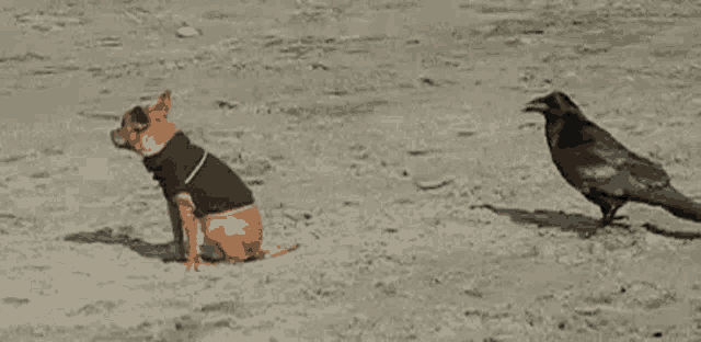 a dog is running away from a crow on a beach .
