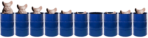 a row of blue barrels with pigs in them