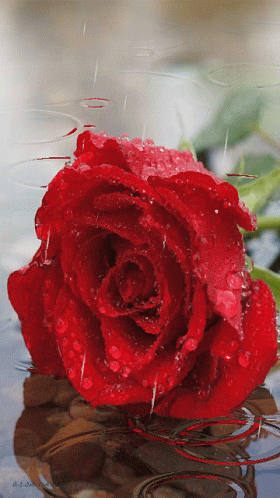 Roselove57 Rose In Water GIF