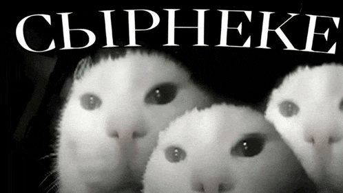 a black and white photo of three cats looking at the camera with the word сырнеке in white letters