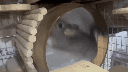 a hamster is running in a hamster wheel with the letter i on the bottom