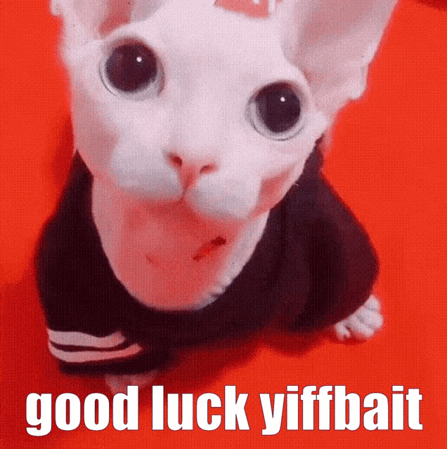 a picture of a cat with the words good luck yiffbait