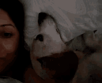 a dog laying under a blanket next to a person .