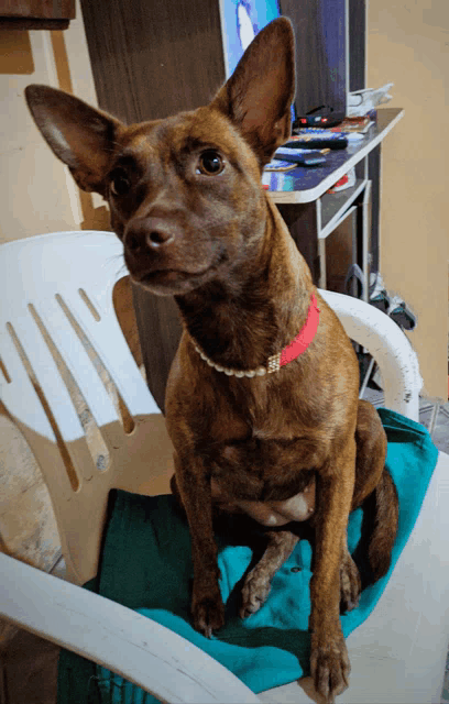 a small brown dog wearing a red collar sits on a white chair