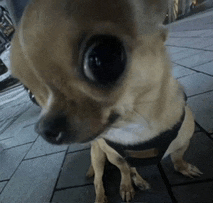 a small dog wearing a harness is sitting on a sidewalk
