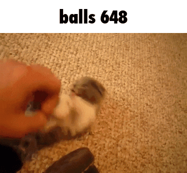 a picture of a person playing with a hamster with the words balls 648 below it