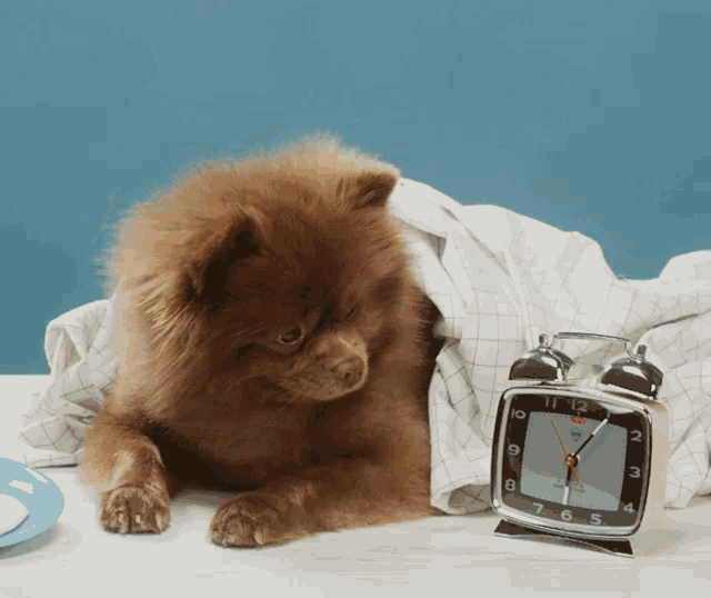 Cat Day Dogs GIF - Cat Day Dogs GIFs