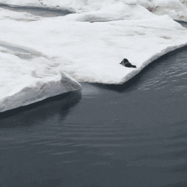 a seal laying on a piece of snow in the water