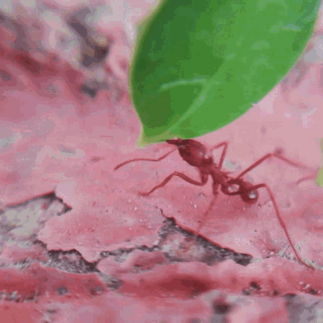 Atta Leaf Cutting Ant GIF - Atta Leaf Cutting Ant Ant GIFs