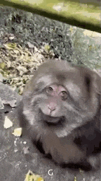 a monkey with a dog 's face is sitting on the ground .