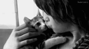 Seto Cat GIF - Seto Cat Kiss GIFs
