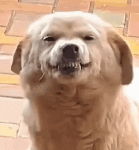 a close up of a dog making a funny face .