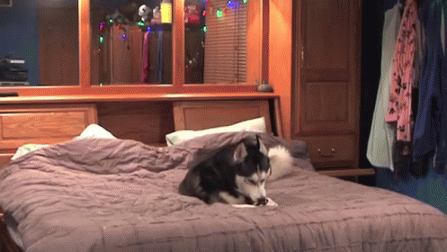 Husky Destroys Iphone GIF - Siberian Husky Bed Dog GIFs