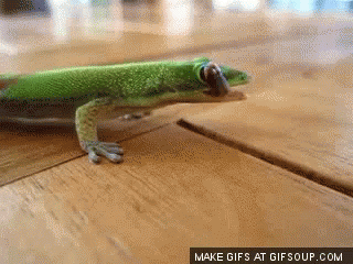 Gecko Cute GIF - Gecko Cute GIFs