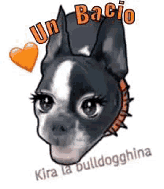 a black and white dog with a collar and a heart .