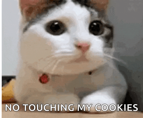 a close up of a cat laying on a table with the words `` no touching my cookies '' written on it .