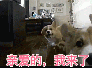 宠物 狗 狗狗 跑 GIF - Pet Dog Run GIFs