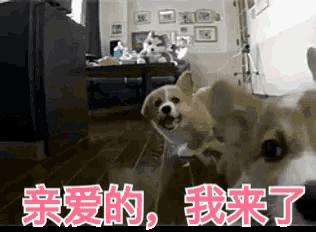 a couple of dogs in a living room with chinese writing on the bottom