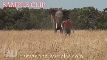 Run Elephant GIF - Run Elephant GIFs