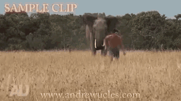 a man walking in a field with an elephant in the background .