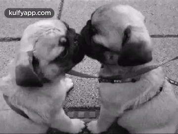 Kissing Dogs.Gif GIF - Kissing Dogs Anim-love Kulfy GIFs