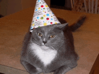 a gray and white cat wearing a colorful party hat