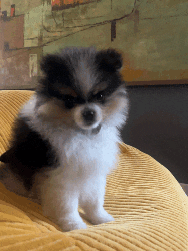 a small black and white dog is sitting on a yellow cushion